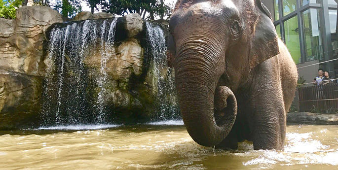 Elephants know how to beat the heat