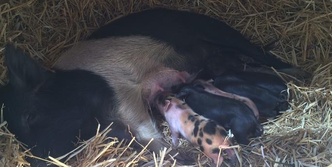 Farmyard welcomes playful piglets