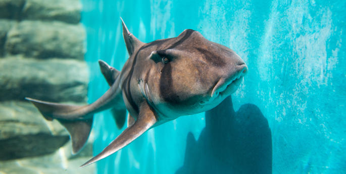 Taronga dives into the social lives of sharks