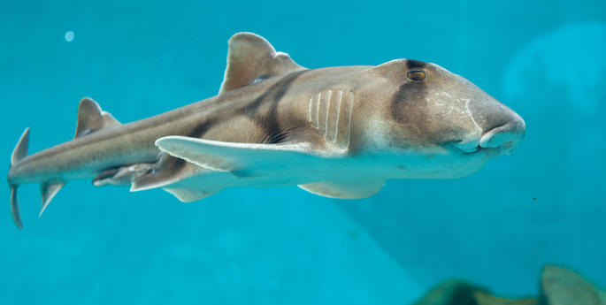 Port Jackson sharks may be the key to understanding wild shark behaviour