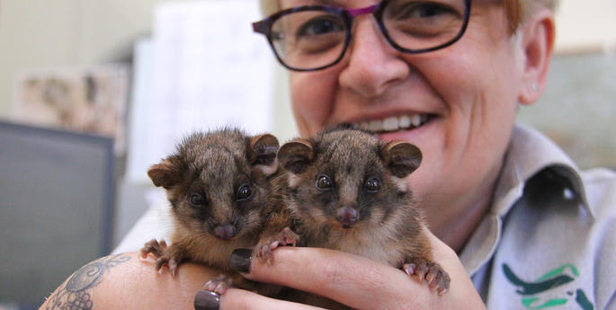 Twin possums find a new mum at Taronga