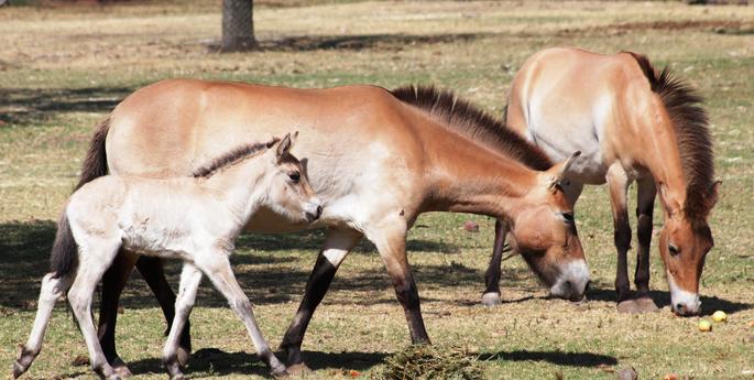 Zoo welcomes Przewalski's Horse foal