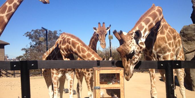 Enrichment puzzle gets giraffes’ lick of approval