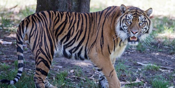 Refurbished Tiger exhibit reopens