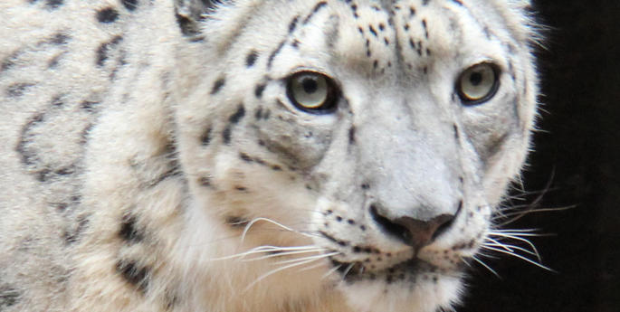 Snow Leopards prepare for their big move