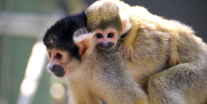 Taronga welcomes tiny troop of Squirrel Monkey babies