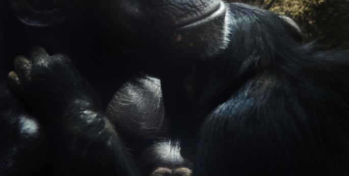 Lucky name for Taronga’s Chimpanzee baby