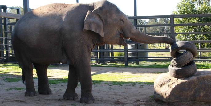 All going well for pregnant Asian Elephant