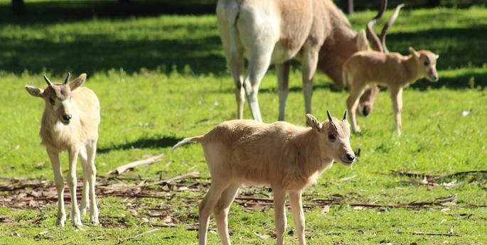 Three Addax calves welcomed to the herd