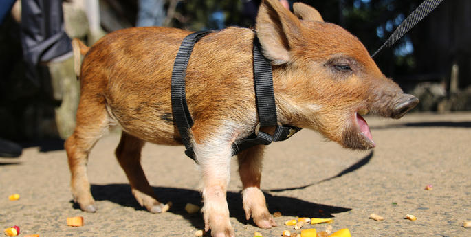 Meet Thumbelina, the petite piglet, these school holidays