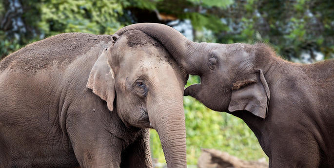 Elephant birth update: Taronga keepers at the ready for calf due within days