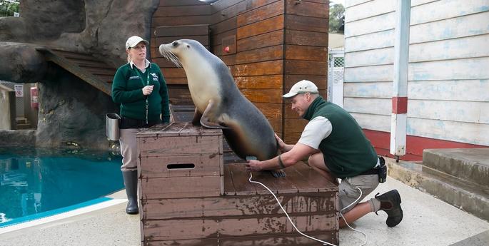 Taronga Zoo expects second Australian Sea-Lion pup in two years