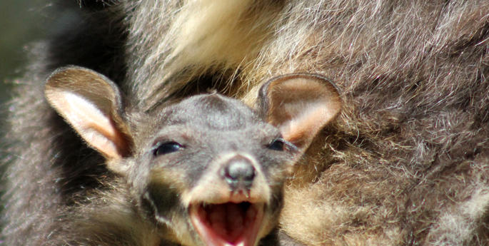 Taronga welcomes two endangered wallaby joeys