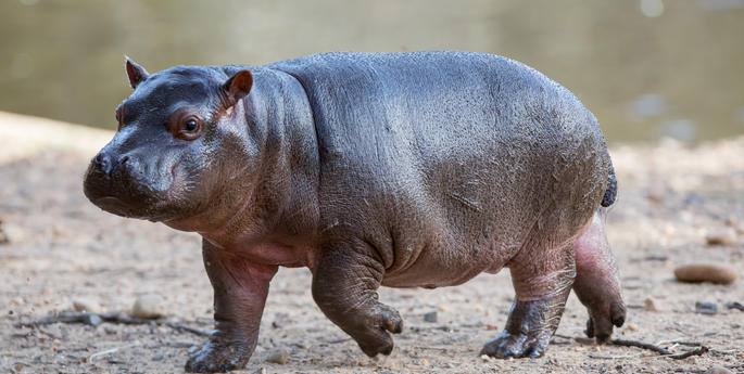 Newly named hippo baby - Kendi