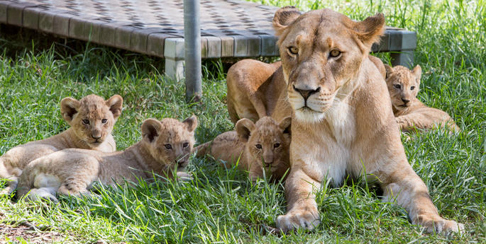 Zoo achieves breeding success with the birth of Lion cubs