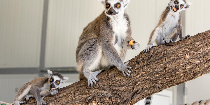 Ring-tailed Lemur babies learning to climb