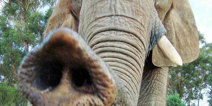Taronga Western Plains Zoo farewells African Elephant Cuddles