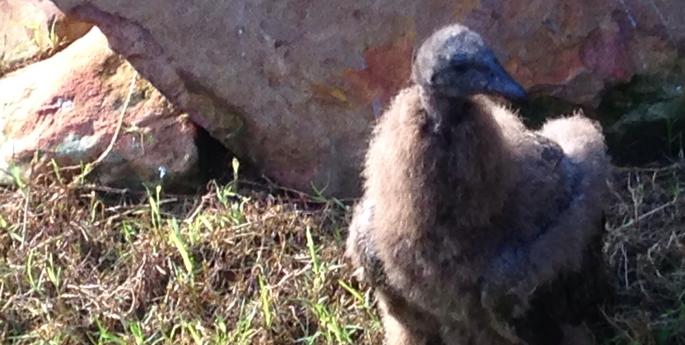 Condor chick ventures out