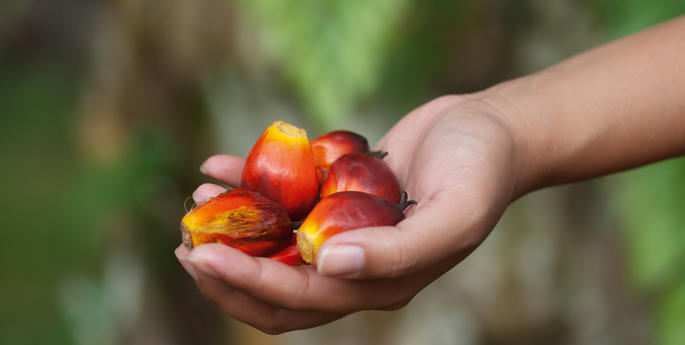 Working towards a new future with Responsible Palm Oil
