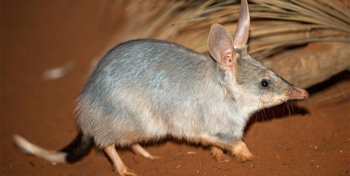 Breeding sanctuary for the Greater Bilby at Zoo in Dubbo