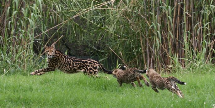 Cheetah mum leads the way for cubs