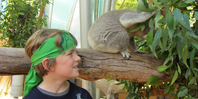 Anton's "Paws" Campaign for Koalas