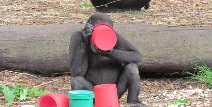 Gorilla Group Celebrates Christmas