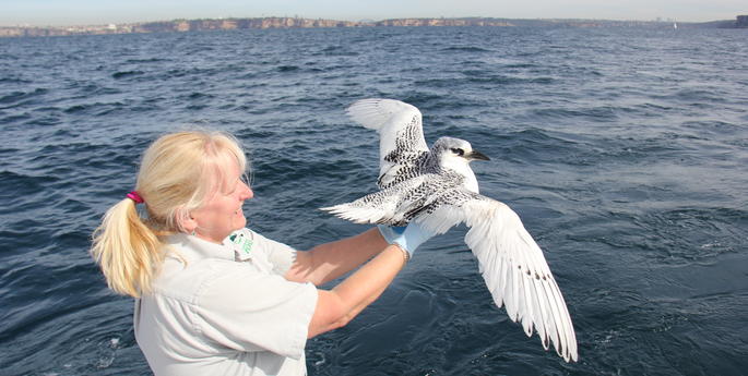 Tropicbird found in Dunedoo released back to the wild