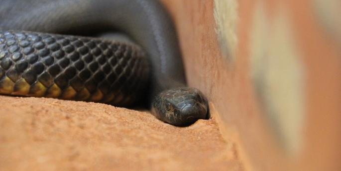 Meet the world's deadliest snake in safety