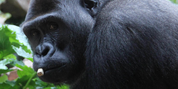 Kibali our new Blackback Gorilla Settles In