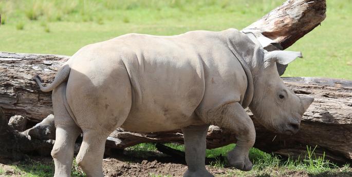 Macheo the White Rhino calf turns one!