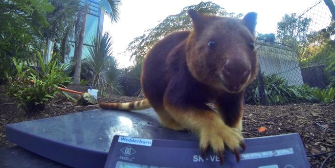 Tree Kangaroo joey’s first year weigh in