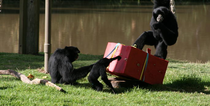 Lima the Siamang Ape turns one