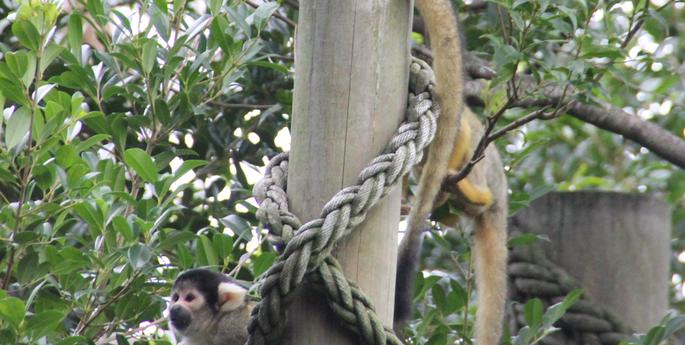 Squirrel Monkeys bring the trees alive