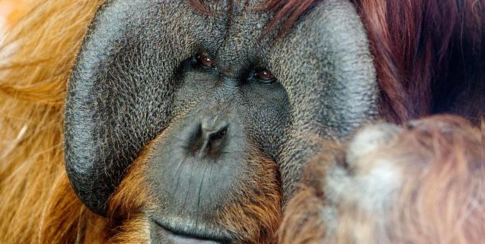 Why it's never been more important to choose sustainable palm oil