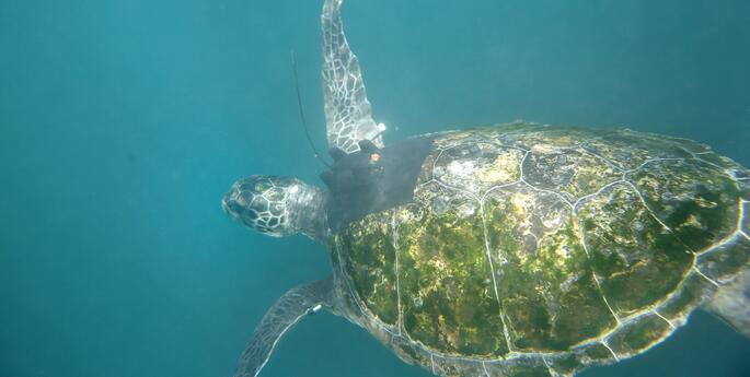 Satellites reveal the hidden journeys of Taronga’s rescued turtles