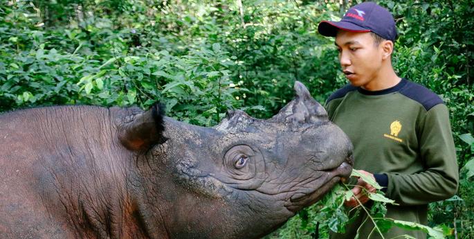 Important Milestone in Reforesting Sumatra