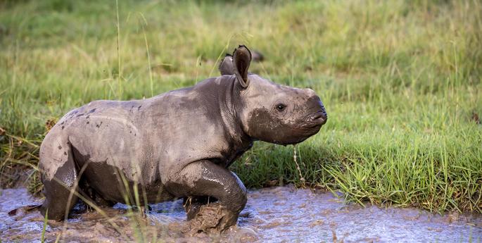 Black Rhino calf’s first mud bath at Dubbo Zoo