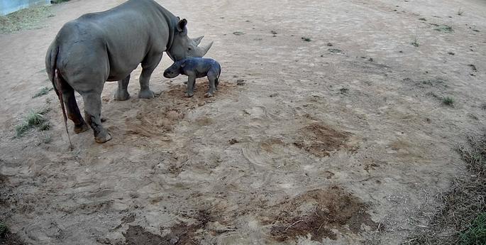 It’s a girl! Rare Black Rhino calf born in Dubbo