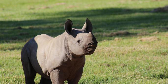 Black Rhino calf makes public debut