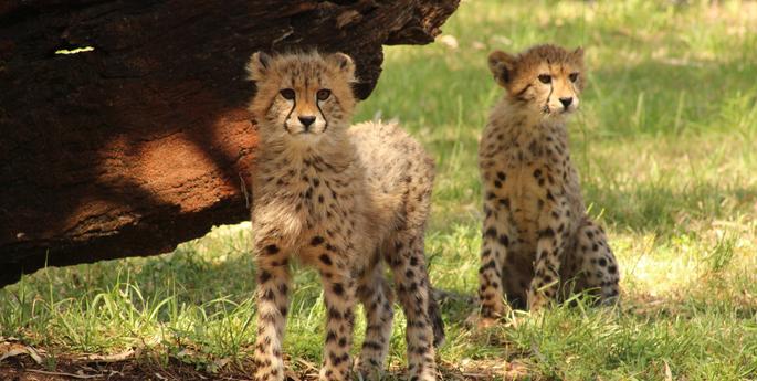 Cheetah cubs now on exhibit