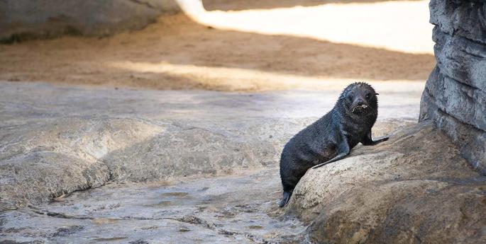 Long-nosed fur seal pup debut