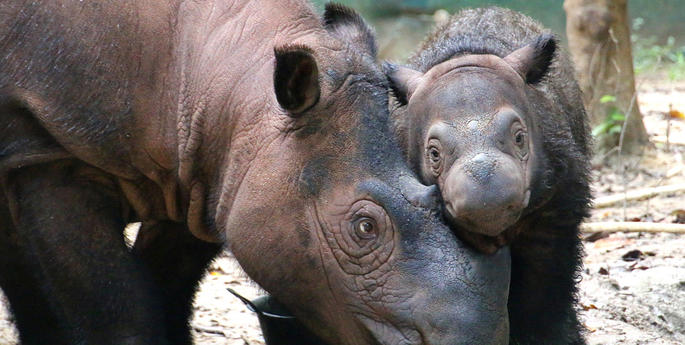 Taronga and the International Rhino Foundation