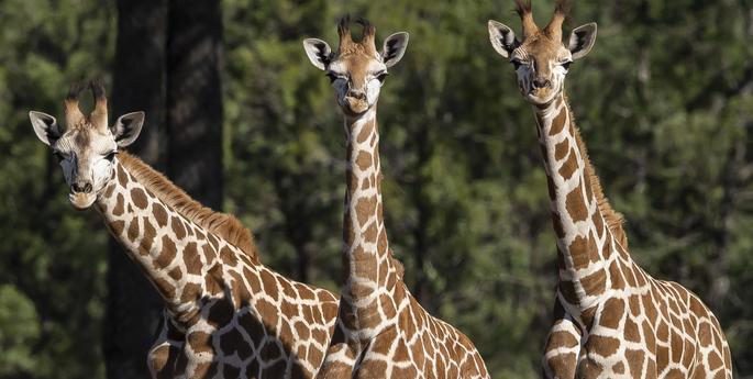 Giraffe calf trio reaching new heights
