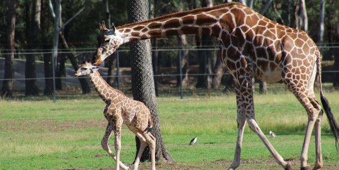 And then there were three…Giraffe calves!