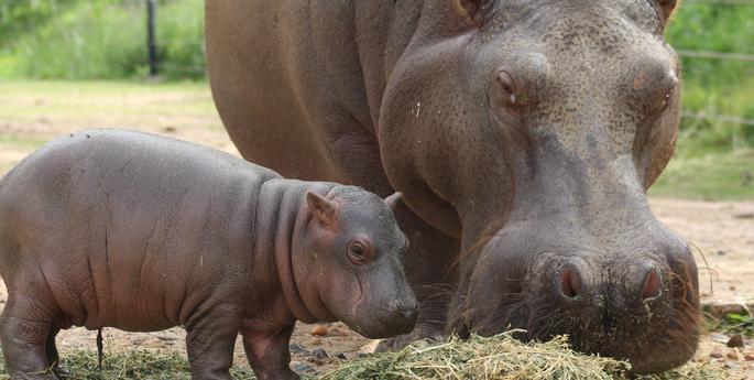 Male Hippo calf welcomed at Dubbo Zoo