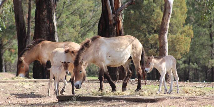 Seeing double! Two Takhi foals born at Dubbo Zoo