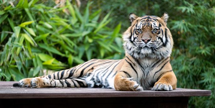 Choose GOOD palm oil and help save tigers