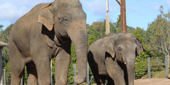 Asian Elephant Luk Chai departs Dubbo