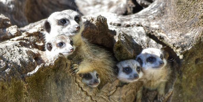 Five Meerkat pups welcomed at Dubbo Zoo